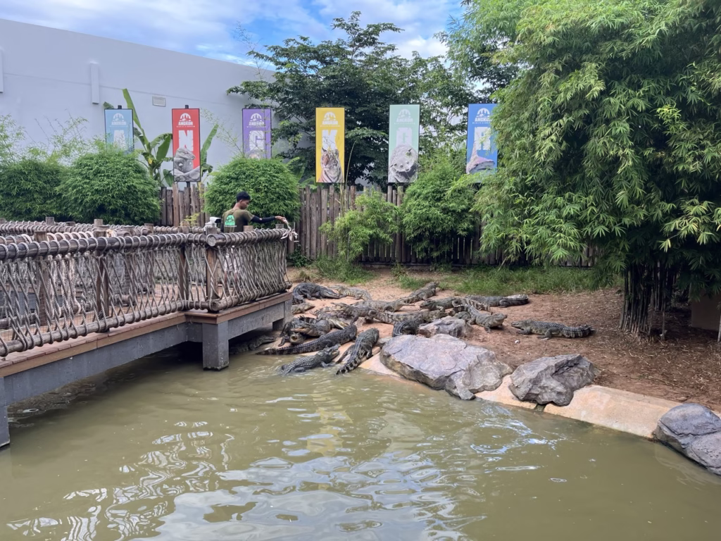 Crocodile feeding area at Aquarium Siem Reap