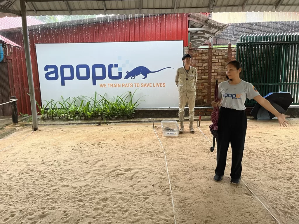 A demonstration of the Apopo Siem Reap HERORATS, located in Krong Siem Reap near the location of Angkor Wat