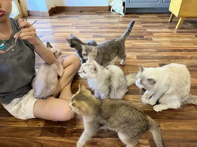 Feeding time for the cats at Coco Cat Cafe in Siem Reap, located in Wat Damnak, a short distance from Angkor Wat