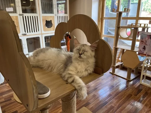 A sleeping cat at Coco Cat Cafe, a short walk from Pub Street Siem Reap