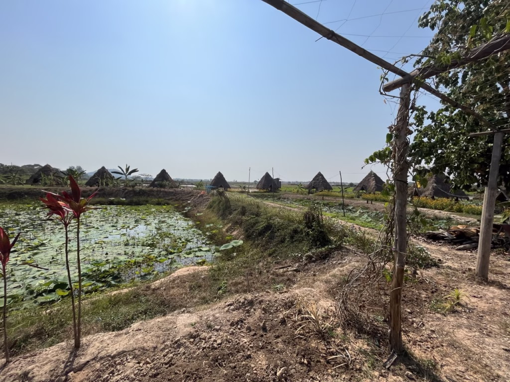 Siem Reap Lotus Farms