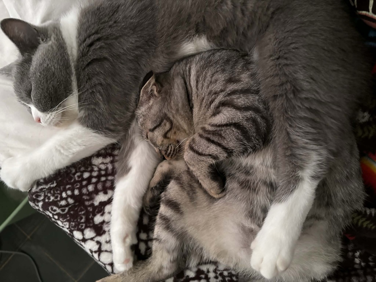 Fat Cambodian Cats Cuddling
